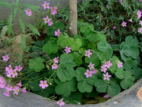 Oxalis dehradunensis